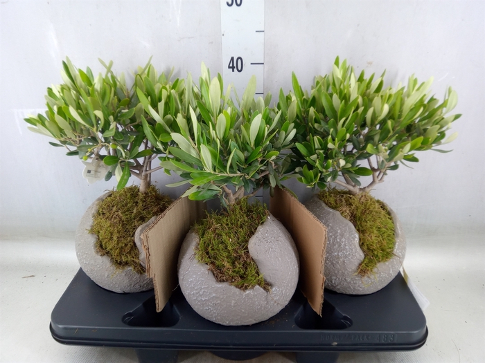 <h4>Arr.   Tuinplanten H%</h4>
