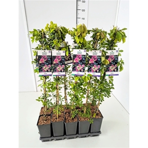 Akebia quinata 80CMC2