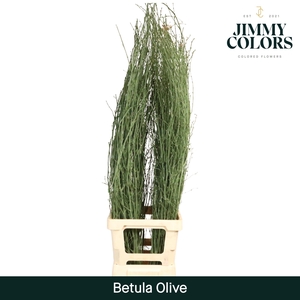 Betula L120 Olive