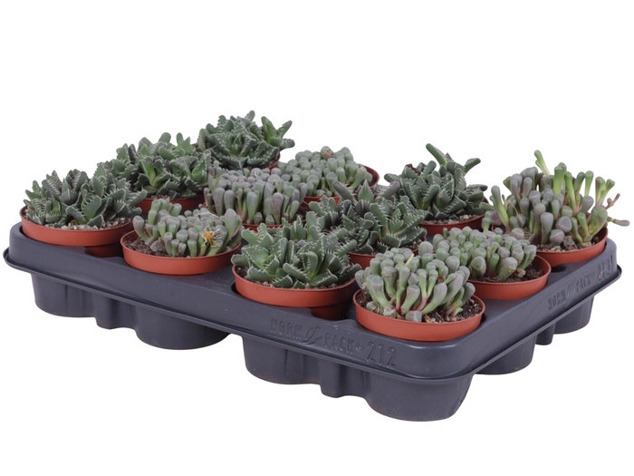 <h4>Lithops mix 8,5 cm</h4>