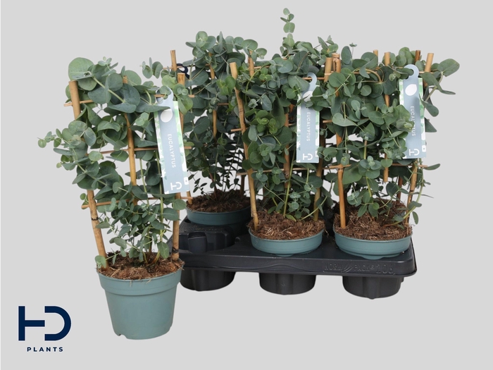 <h4>Eucal Cinerea</h4>