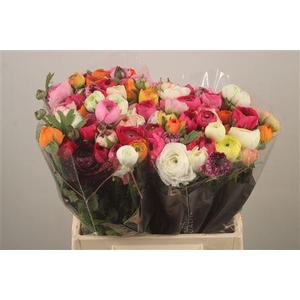 Ran El Mixed In Bunch