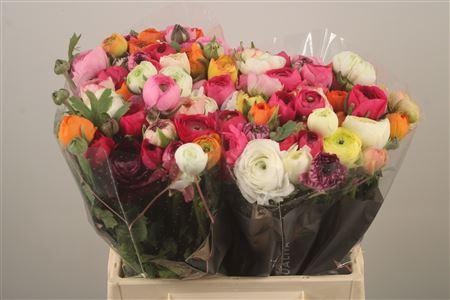 <h4>Ran El Mixed In Bunch</h4>