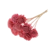 Shola Zinia Ø8cm on stem Light Pink