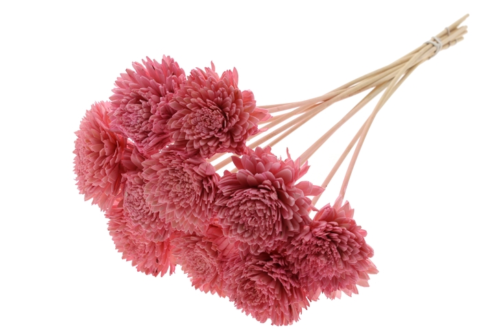 Shola Zinia Ø8cm on stem Light Pink