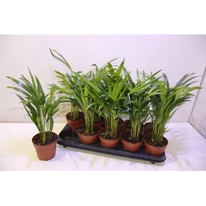 arr8 Dypsis Lutescens