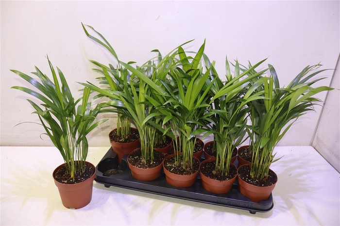 <h4>arr8 Dypsis Lutescens</h4>