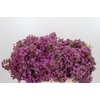 Chamelaucium Mars