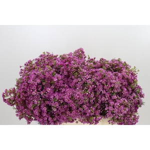 Chamelaucium Mars