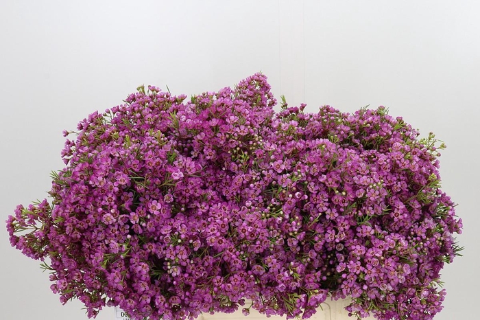 <h4>Chamelaucium Mars</h4>