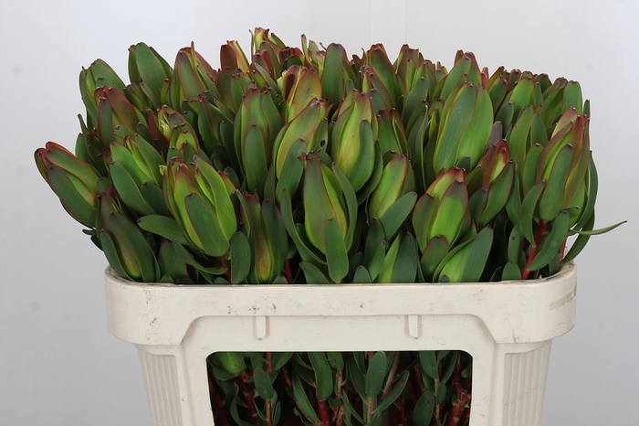 <h4>Leucadendron Laurel Yellow Spray</h4>