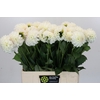 Dahlia Boom Boom White