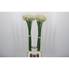 Allium Mount Everest