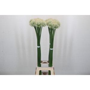 Allium Mount Everest
