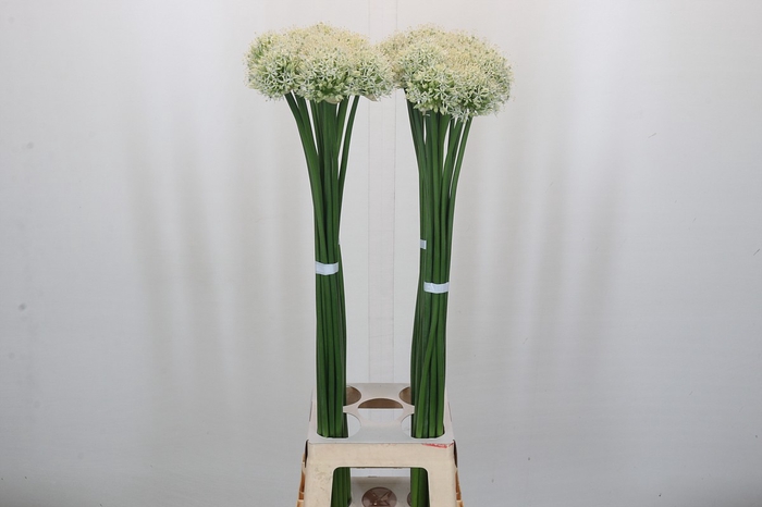 <h4>Allium Mount Everest</h4>