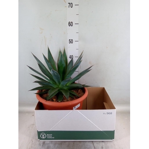 Agave  'Shaka Zulu'