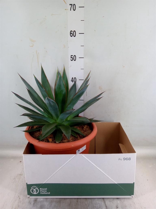 <h4>Agave  'Shaka Zulu'</h4>