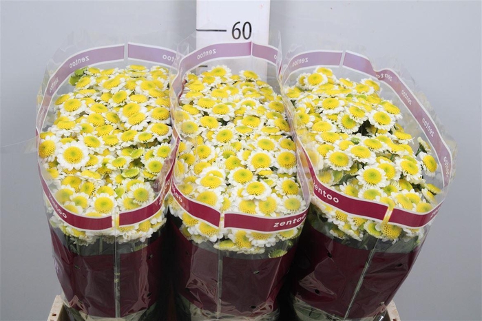 <h4>Chr S Sun Up</h4>