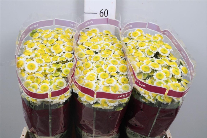 <h4>Chr S Sun Up</h4>