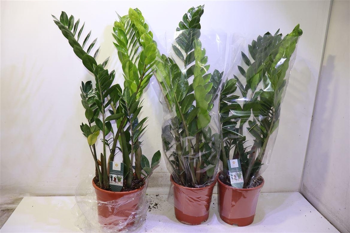 <h4>Zamio Zamiifolia</h4>