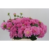 Dahlia Pink Pop