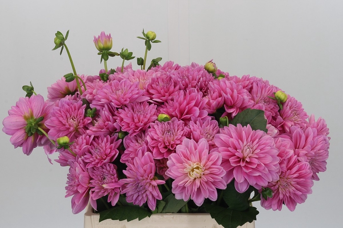 Dahlia Pink Pop