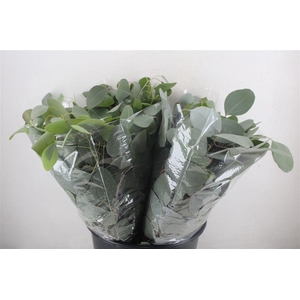 Euca Populus Short 150gr P Bunch