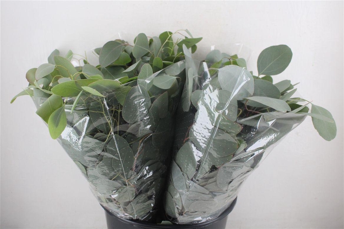 <h4>Euca Populus Short 150gr P Bunch</h4>
