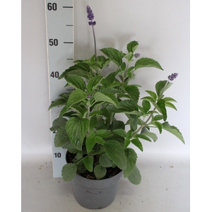 Perkplanten 19 cm Salvia Farinacea Blue