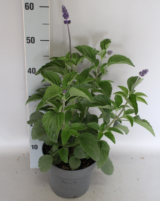 <h4>Perkplanten 19 cm Salvia Farinacea Blue</h4>