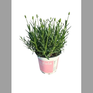 LAVENDEL LAVANDULA ROSEA ROZE
