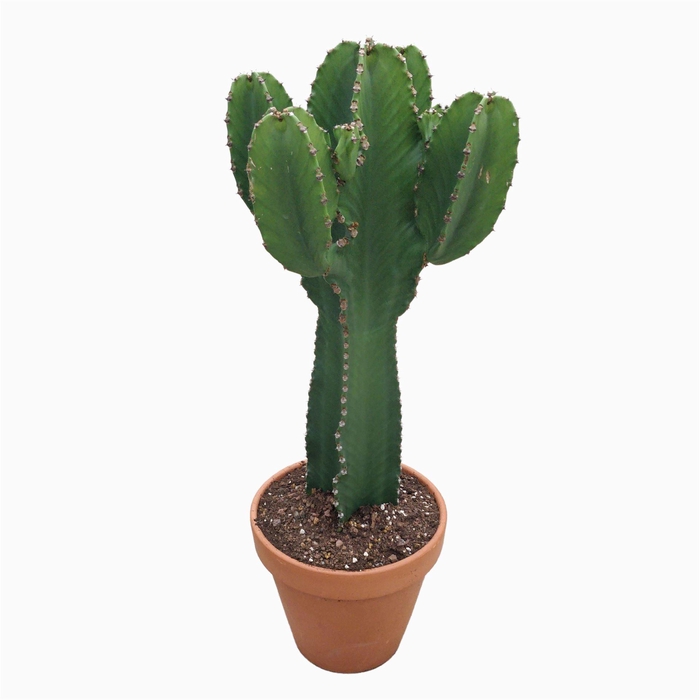 <h4>Euphorbia ingens</h4>