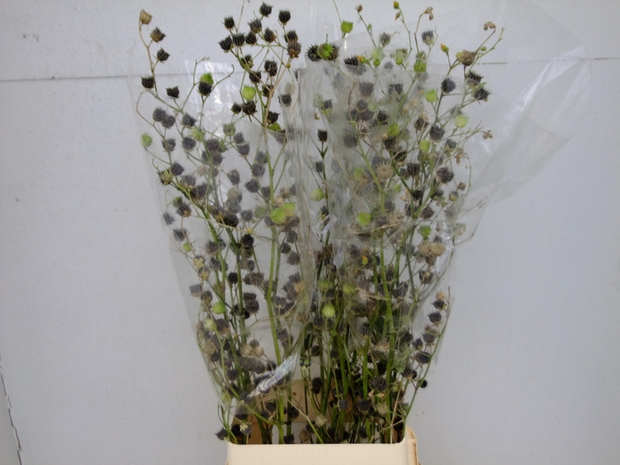 <h4>LAVATERA OV</h4>