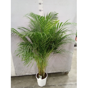 Dypsis lutescens   ...Chrysalidoca