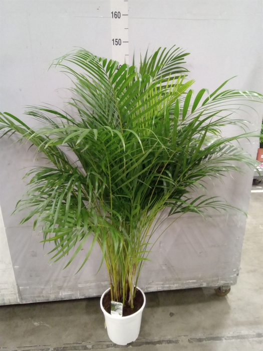 <h4>Dypsis lutescens   ...Chrysalidoca</h4>
