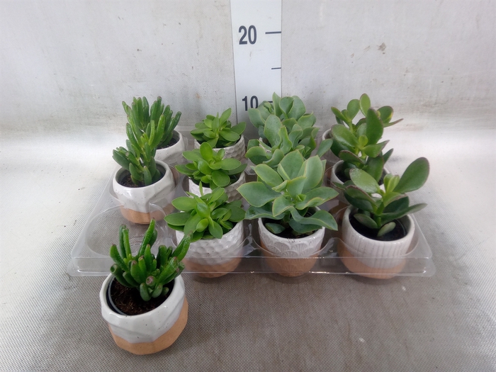 <h4>Arr.   Kamerplant Groen L%</h4>