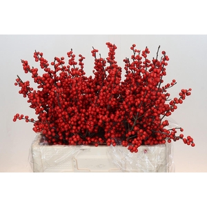 Ilex Rood