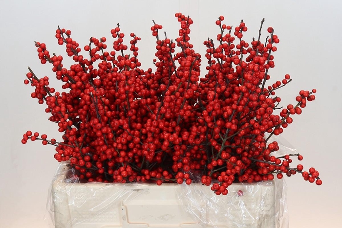 Ilex Rood