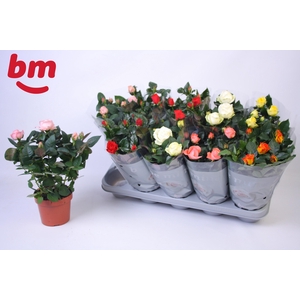 RO B MONDE GEM 6 SRT