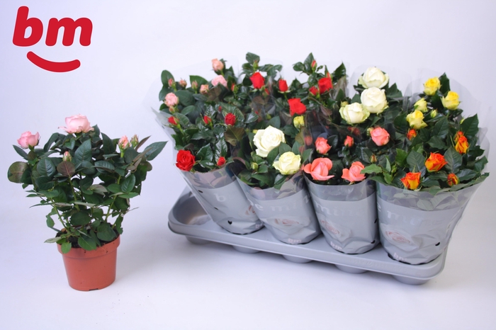 <h4>RO B MONDE GEM 6 SRT</h4>