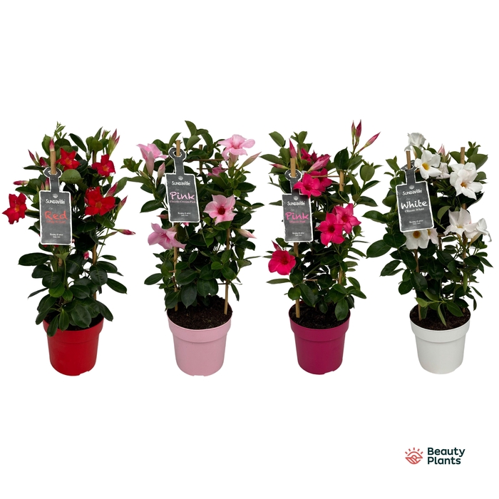 <h4>Mandevilla Sundaville Mixtray in toren (Dipladenia)</h4>
