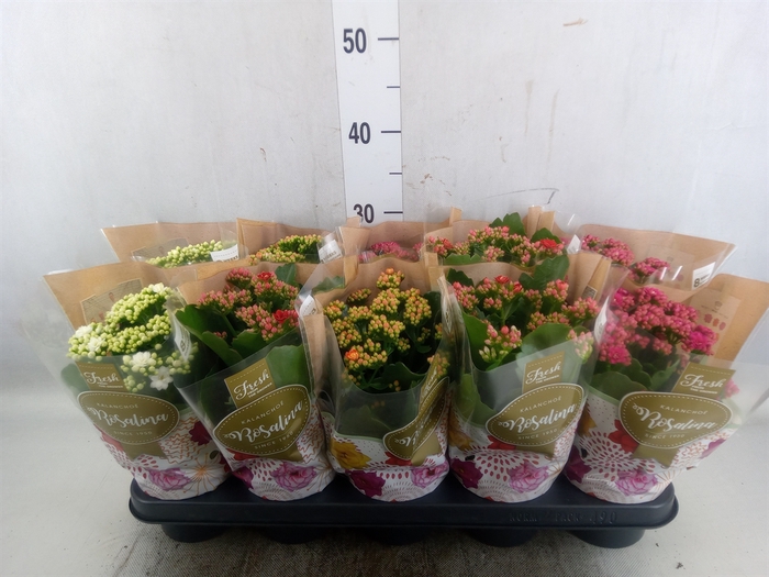 <h4>Kalanchoe blos. 'RosDon Collection'</h4>