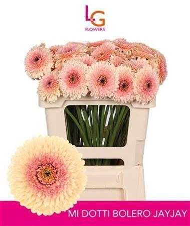 <h4>Ge Mb Bol Jayjay</h4>