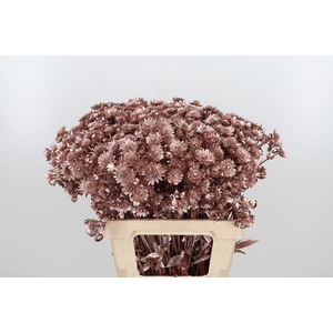 Astrantia Kl Bh Champagne