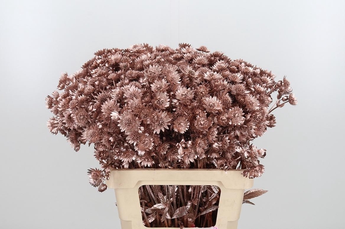 <h4>Astrantia Kl Bh Champagne</h4>