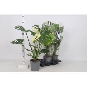 MONSTERA OV