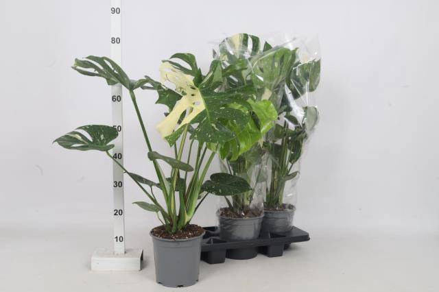 <h4>MONSTERA OV</h4>