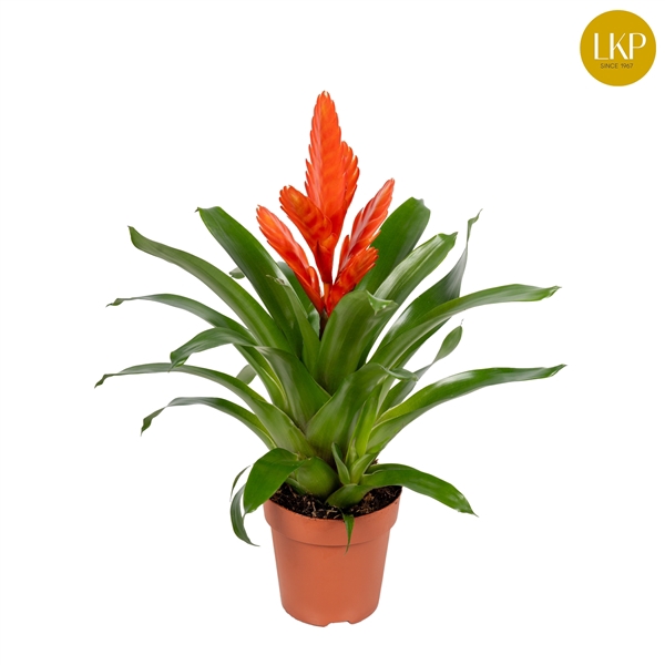 <h4>Vriesea Int Orange Oranje (Met Hoes)</h4>