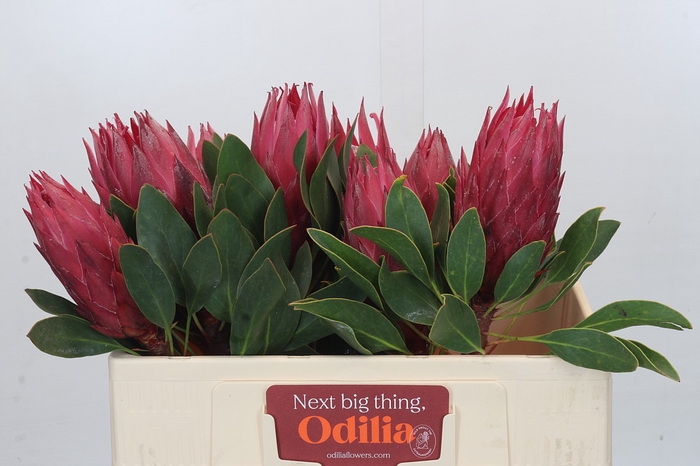 <h4>Protea Cynaroides Madiba</h4>