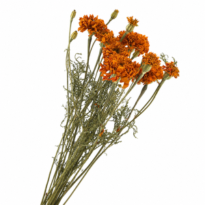Dried Tagetus Orange